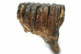 Woolly Mammoth Upper M Molar - North Sea Deposits #295872-3